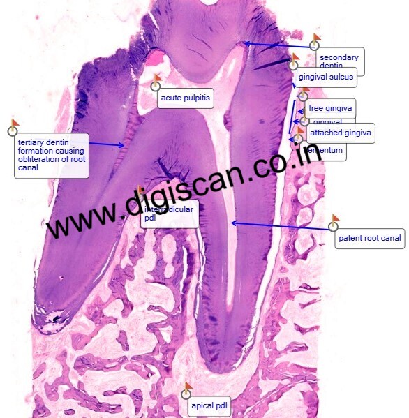 PG Oral Histology Digital Slides Set (MDS & PG Students)